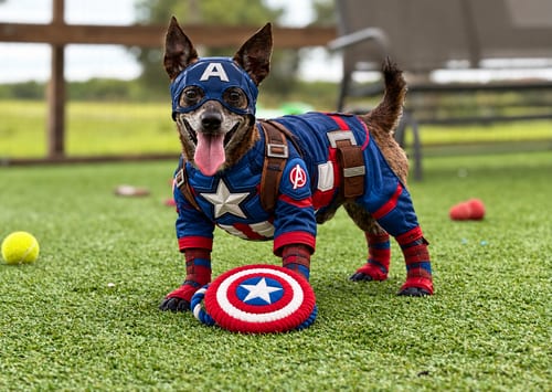 Photo of Dewey, adoptable Chihuahua in oakland, Florida