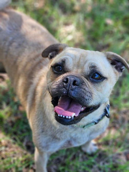 Photo of Crayola ("Ray-ray"), adoptable Pug in Wakefield, Rhode Island