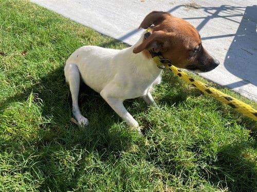 Photo of Jackie, adoptable Jack Russell Terrier (Parson Russell Terrier) in Garland, Texas