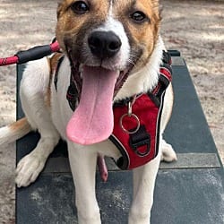 Photo of Ernest, adoptable Jack Russell Terrier Mixed Breed (Medium) in Washington, District of Columbia