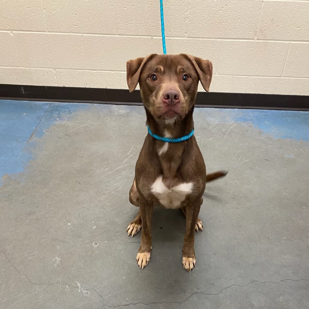 Photo of Guggi (Ignacio), adoptable dog