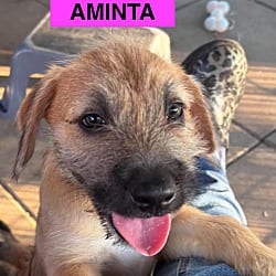 Photo of Aminta, adoptable Labrador Retriever Mutt in EAST FALMOUTH, Massachusetts