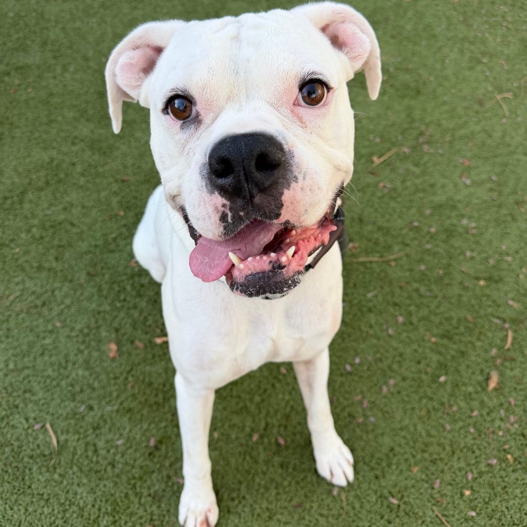 Photo of Drax 15956, adoptable Boxer in Phoenix, Arizona