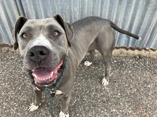 Photo of Malu, adoptable American Pit Bull Terrier in Albuquerque, New Mexico