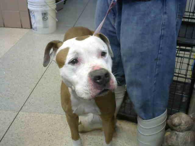 Photo of Brewster, adoptable Staff Terrier A in Chicago Ridge, Illinois