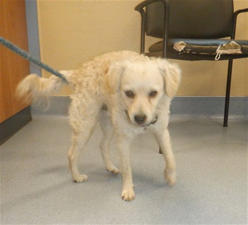 Photo of Max, adoptable Chihuahua in San Jose, California