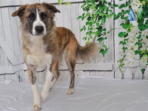 Photo of Meadow, adoptable Great Pyrenees in Oroville, California