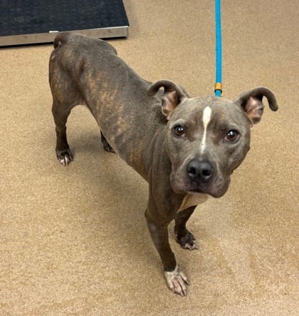 Photo of Izzy Lightwood, adoptable dog in Chamblee, Georgia