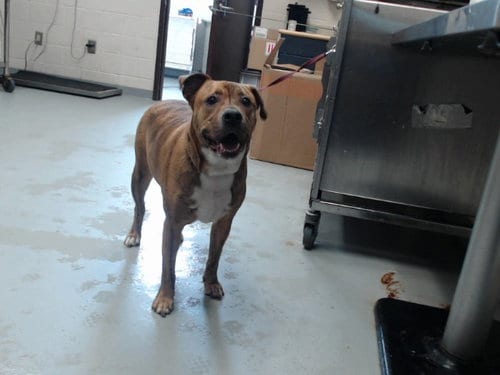 Photo of Tiger, adoptable Pit Bull Terrier in Fayetteville, North Carolina