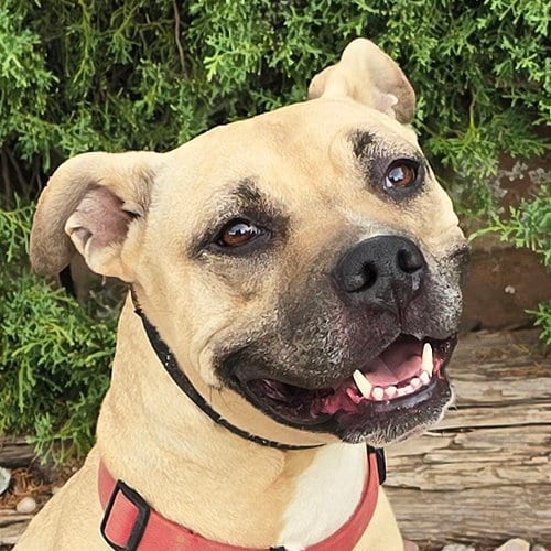 Photo of Silly SWEET Ms Strudel ~ Lovely 50lb 3y APBT Lady, adoptable American Pit Bull Terrier in Albuquerque, New Mexico