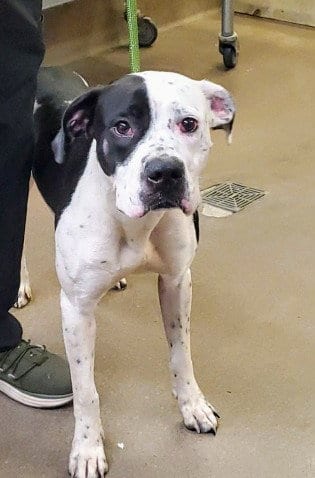 Photo of Lola, adoptable Dalmatian in Aurora, Illinois