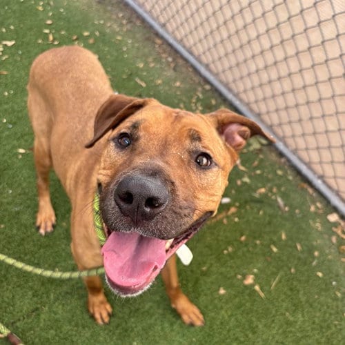 Photo of Buck, adoptable American Pit Bull Terrier in Phoenix, Arizona