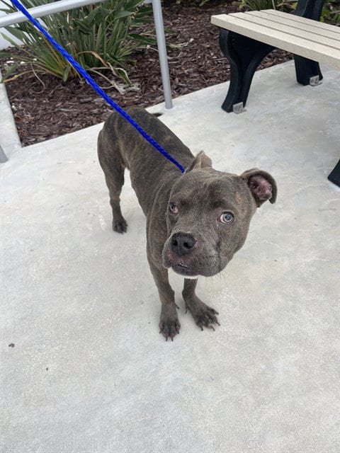 Photo of Boberto, adoptable Pit Bull Terrier in Miami, Florida
