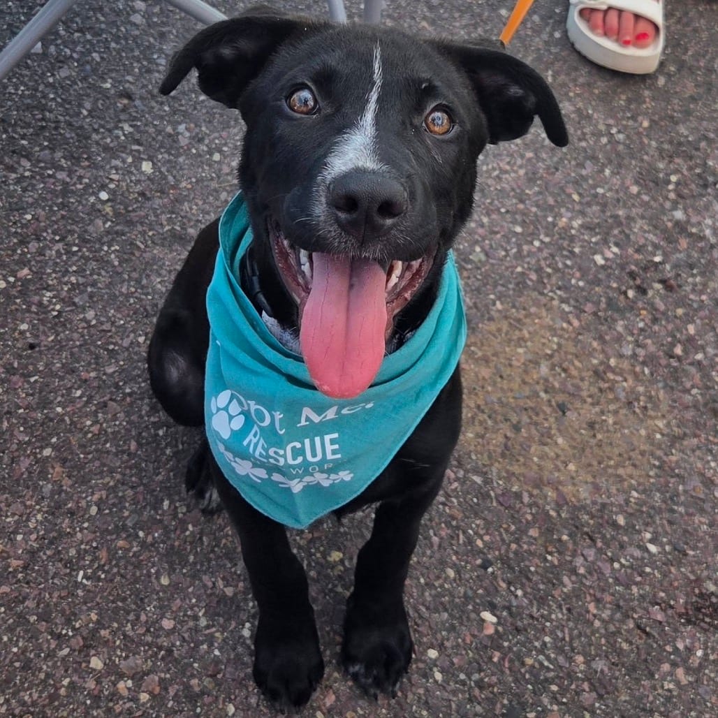 Photo of Onyx, adoptable Mixed Breed (Medium) in Buffalo, Minnesota