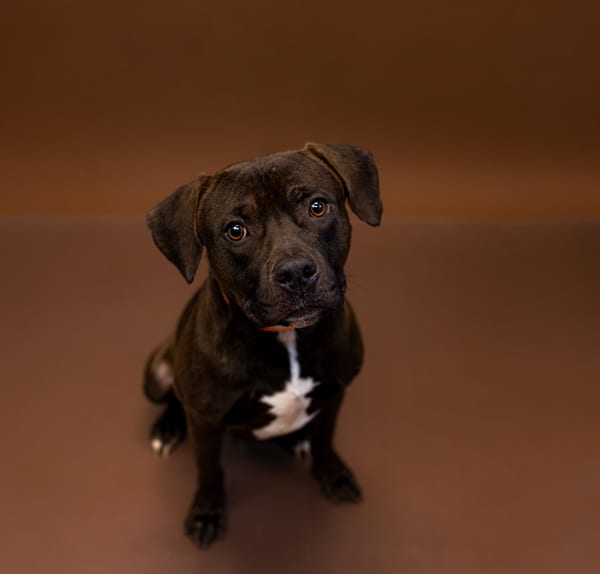 Photo of Frito Hw+, adoptable Pit Bull cross in Lawrenceville, Georgia