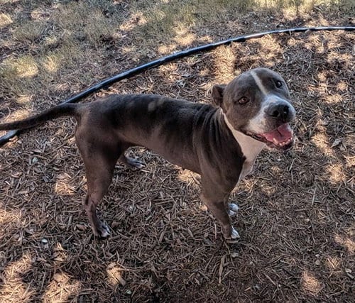 Photo of Gracie, adoptable Staffordshire Bull Terrier in Plano, Texas