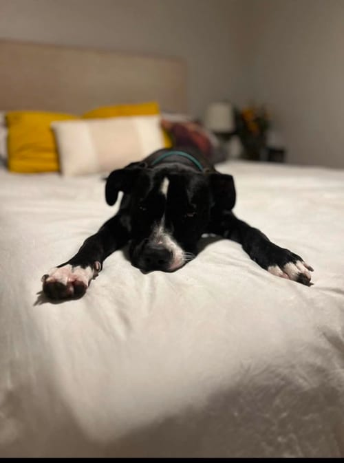 Photo of Nicholas, adoptable American Staffordshire Terrier in San Diego, California