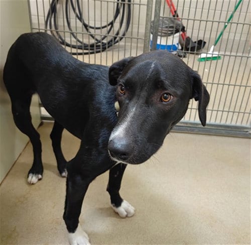 Photo of Willie, adoptable Border Collie in Santa Maria, California
