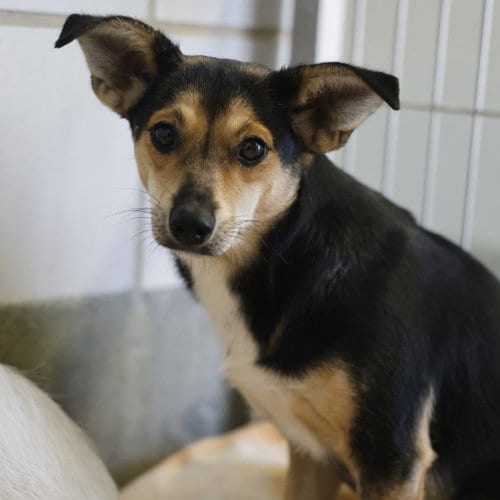 Photo of Delta, adoptable Terrier in San Antonio, Texas