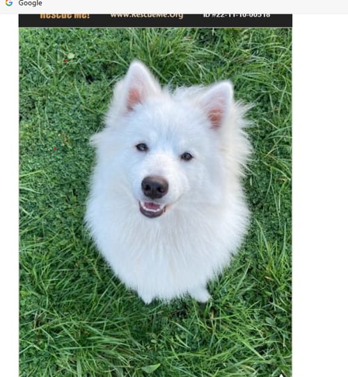 Photo of Mishka of Alpharetta, Ga, adoptable American Eskimo Dog in Pikesville, Maryland