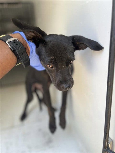 Photo of A662262, adoptable Pit Bull Terrier in Houston, Texas