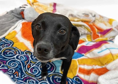 Photo of Willow, adoptable Labrador Retriever in Ft Lauderdale, Florida