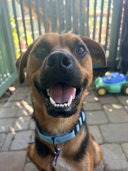 Photo of Pogo, adoptable Shepherd in Seattle, Washington