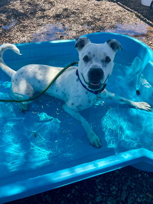 Photo of Spotta, adoptable American Staffordshire Terrier in phoenix, Arizona