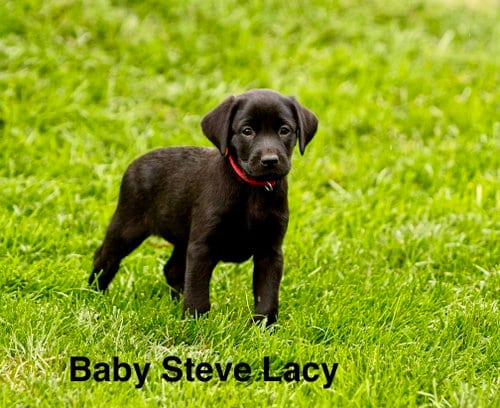 Photo of Baby Steve Lacy, adoptable Labrador Retriever in Sandy, Utah