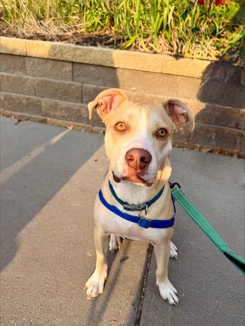 Photo of Kiddo, adoptable Pit Bull Terrier in St. Louis Park, Minnesota