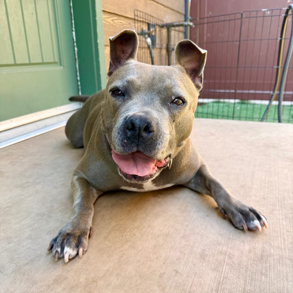 Photo of Peppa, adoptable Terrier, Pit Bull in Agoura Hills, California