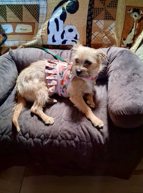 Photo of Nikki, adoptable Norfolk Terrier in Mesa, Arizona