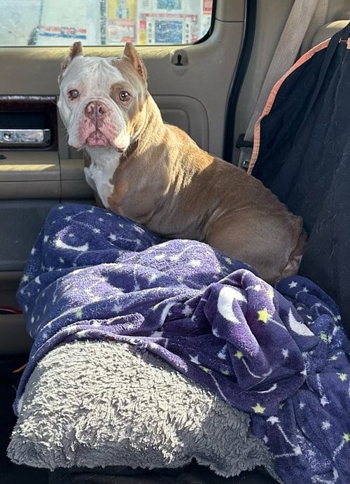 Photo of Spice, adoptable American Pit Bull Terrier in Oak Bluffs, Massachusetts