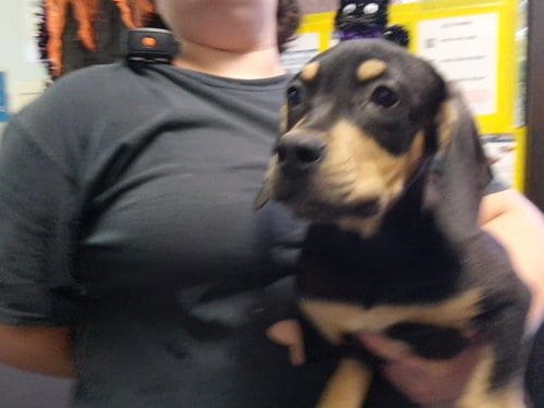 Photo of Marceline, adoptable Doberman Pinscher in Tulsa, Oklahoma