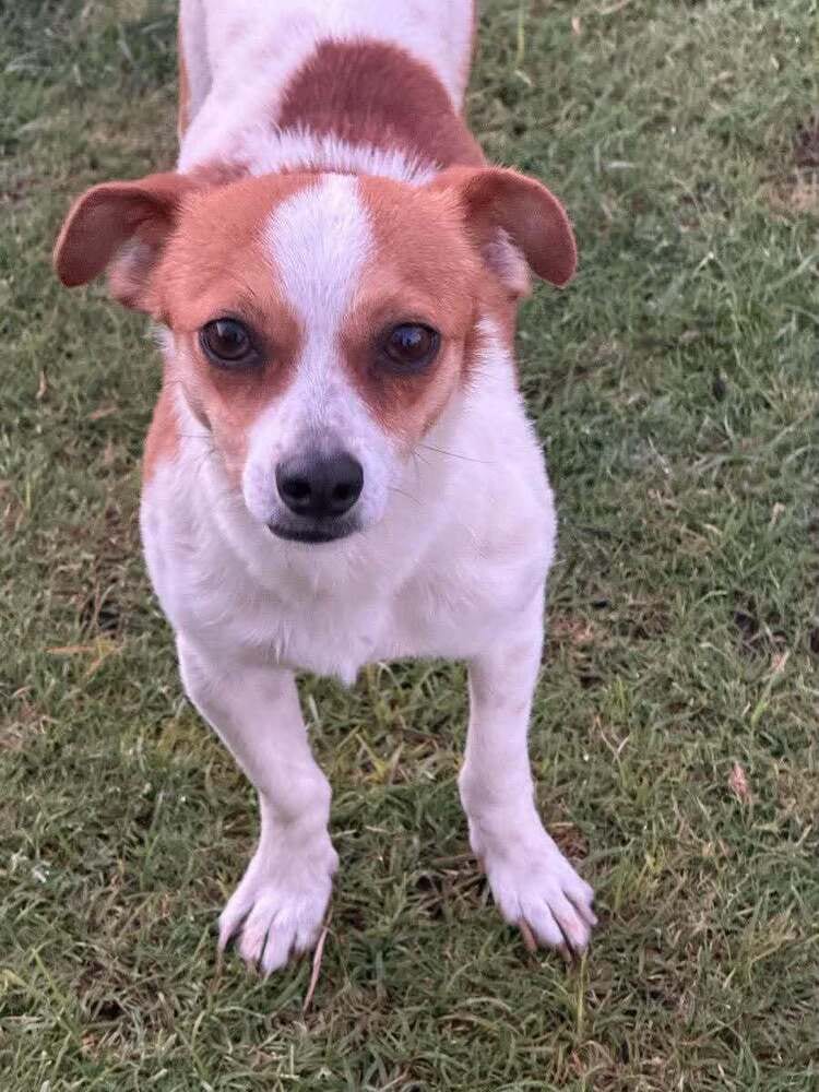Photo of Chase, adoptable Jack Russell Terrier in Dana Point, California