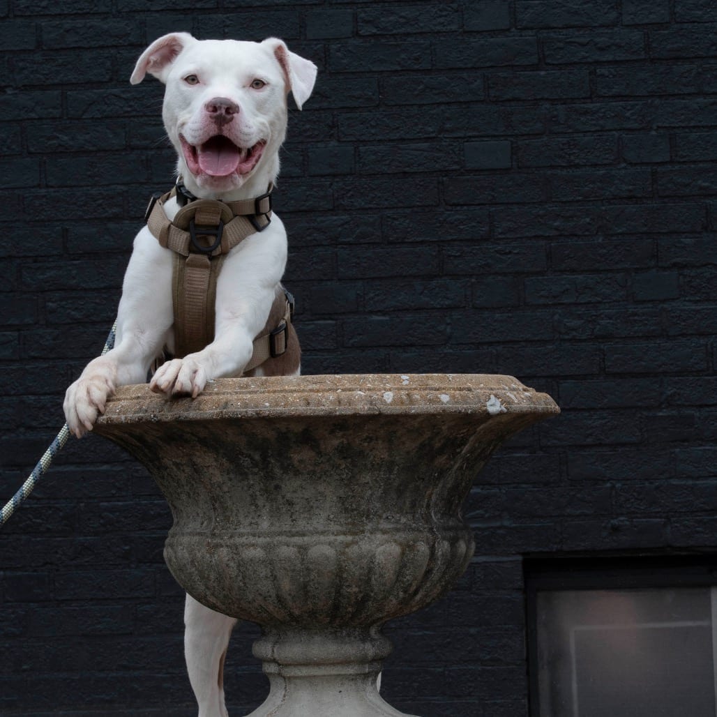 Photo of Moto Moto, adoptable Mixed Breed (Medium) in St. Louis, Missouri