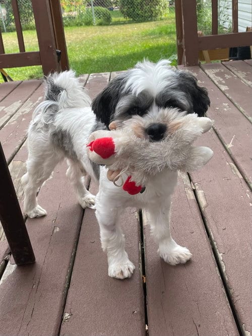 Photo of Sir, adoptable Shih Tzu in Brooklyn Center, Minnesota