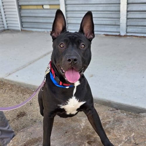 Photo of Stan The Man, adoptable American Pit Bull Terrier in Las Vegas, Nevada
