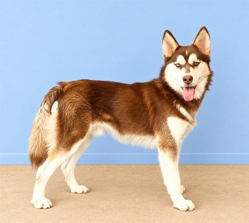 Photo of Topper, adoptable Alaskan Malamute in Baldwin Park, California