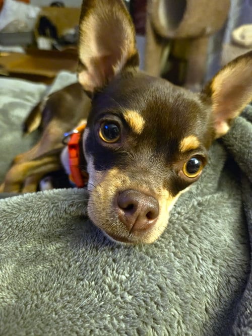 Photo of Piper, adoptable Chihuahua in Belleuve, Nebraska
