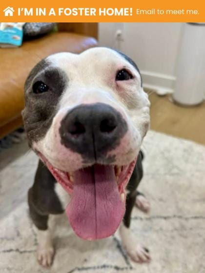 Photo of Goulash, adoptable dog in Baltimore, Maryland