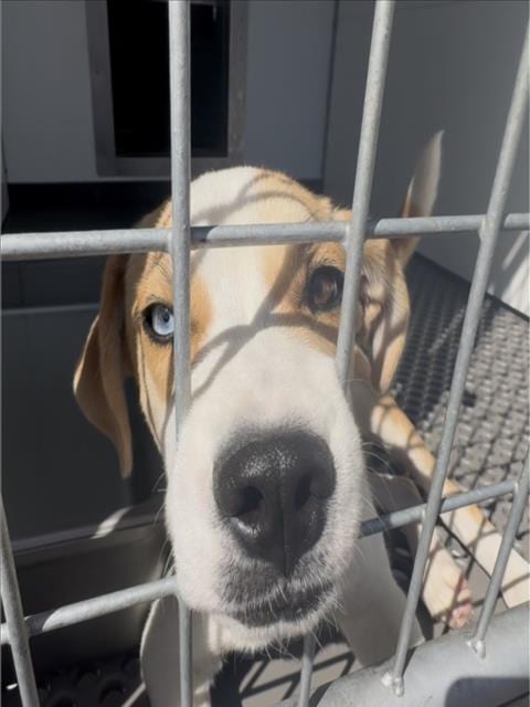 Photo of Sylar, adoptable German Shepherd Dog in San Bernardino, California