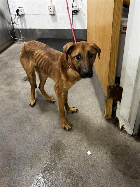Photo of A575212, adoptable German Shepherd Dog in Forestville, Maryland