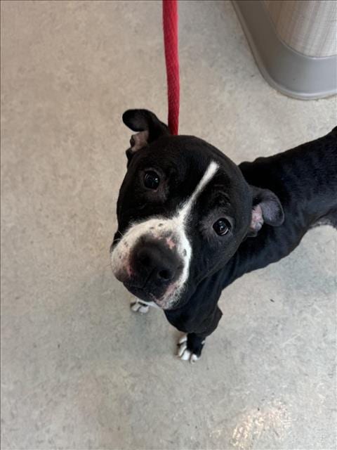 Photo of Heffy, adoptable Pit Bull Terrier in Saginaw, Michigan
