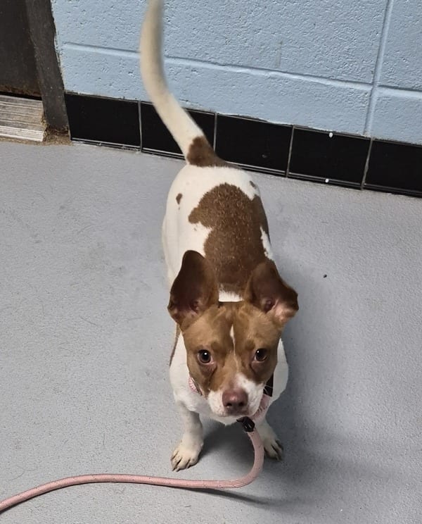 Photo of Alanis, adoptable Jack Russell Terrier cross in Lawrenceville, Georgia