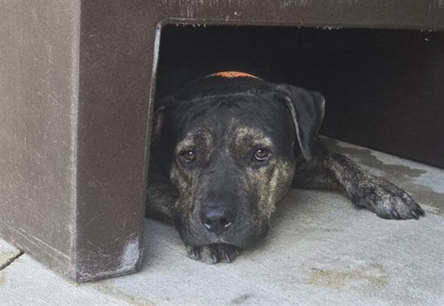 Photo of Milkdud, adoptable American Staffordshire Terrier in Fort Lauderdale, Florida