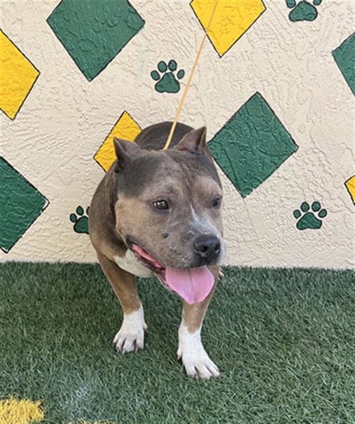 Photo of Willie, adoptable Bulldog in Winter Haven, Florida