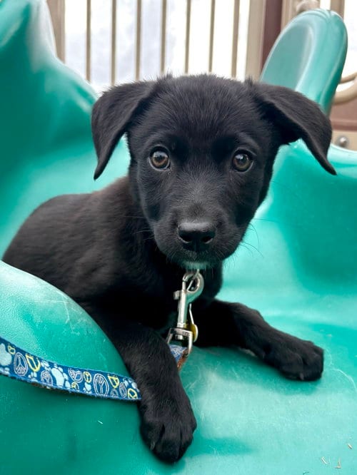 Photo of Alyce, adoptable Labrador Retriever in Sandy, Utah