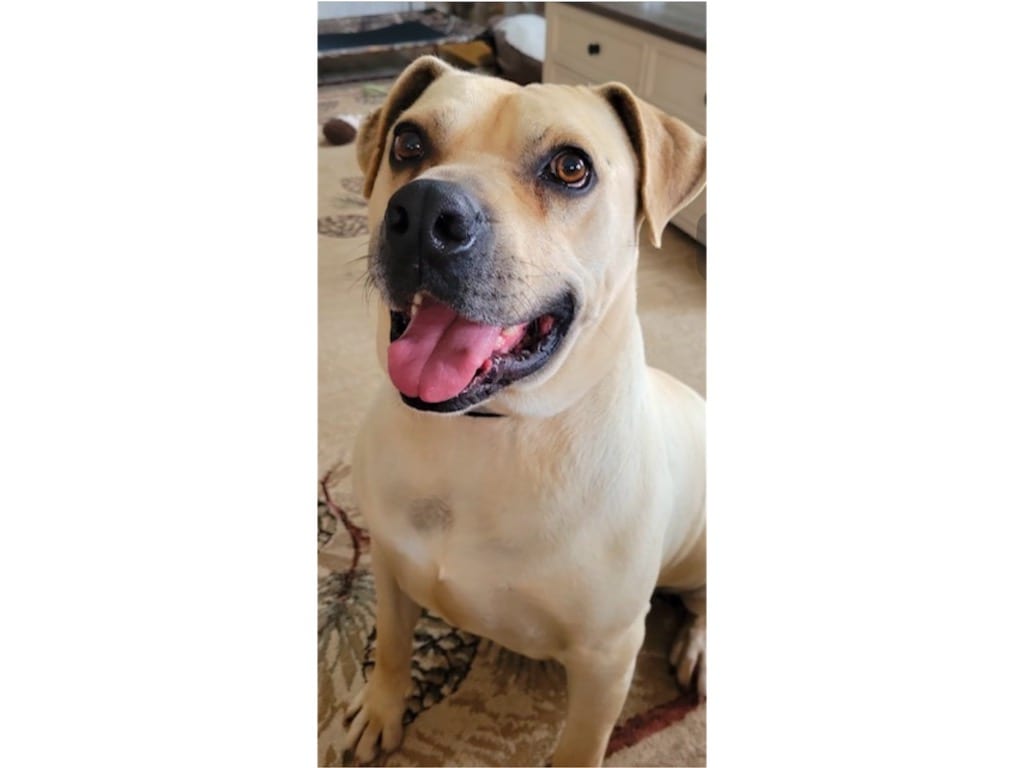 Photo of Bubba, adoptable Pit Bull Terrier in Crossville, Tennessee