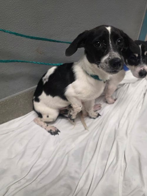 Photo of Mickey, adoptable Terrier in Las Vegas, Nevada